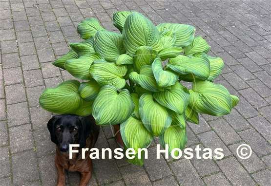 Hosta Guacamole